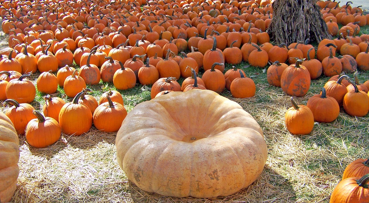 How to Grow a Pumpkin Patch for Halloween